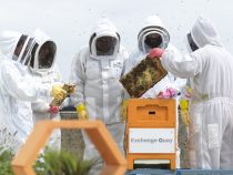 Exchange Quay Bees